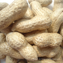 Exportar buena calidad cacahuetes chinos frescos en Shell